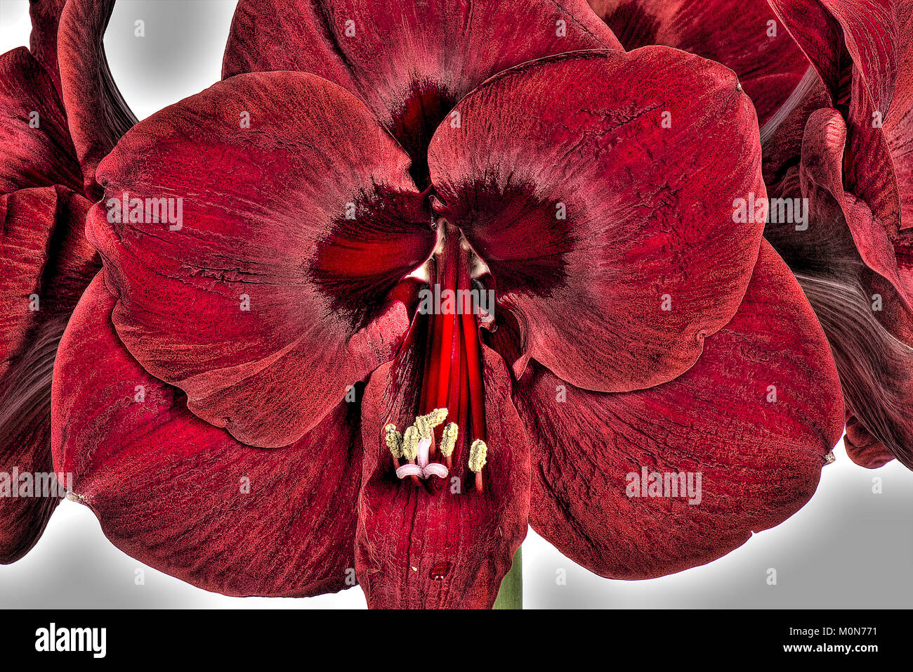 De grandes fleurs rouge-foncé de l'ampoule, AMARYLLIS Hippeastrum spp, à Noël Banque D'Images