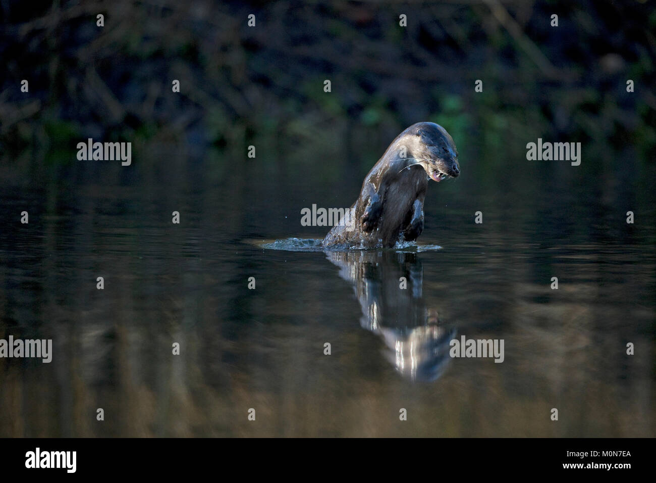 La loutre (Lutra lutra) Banque D'Images