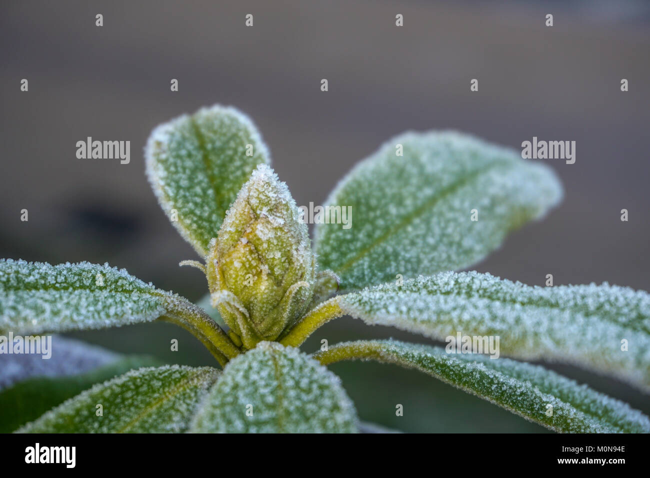 Cristaux de givre au début de l'heure d'hiver matin croissant sur un rhododendron plante. Banque D'Images