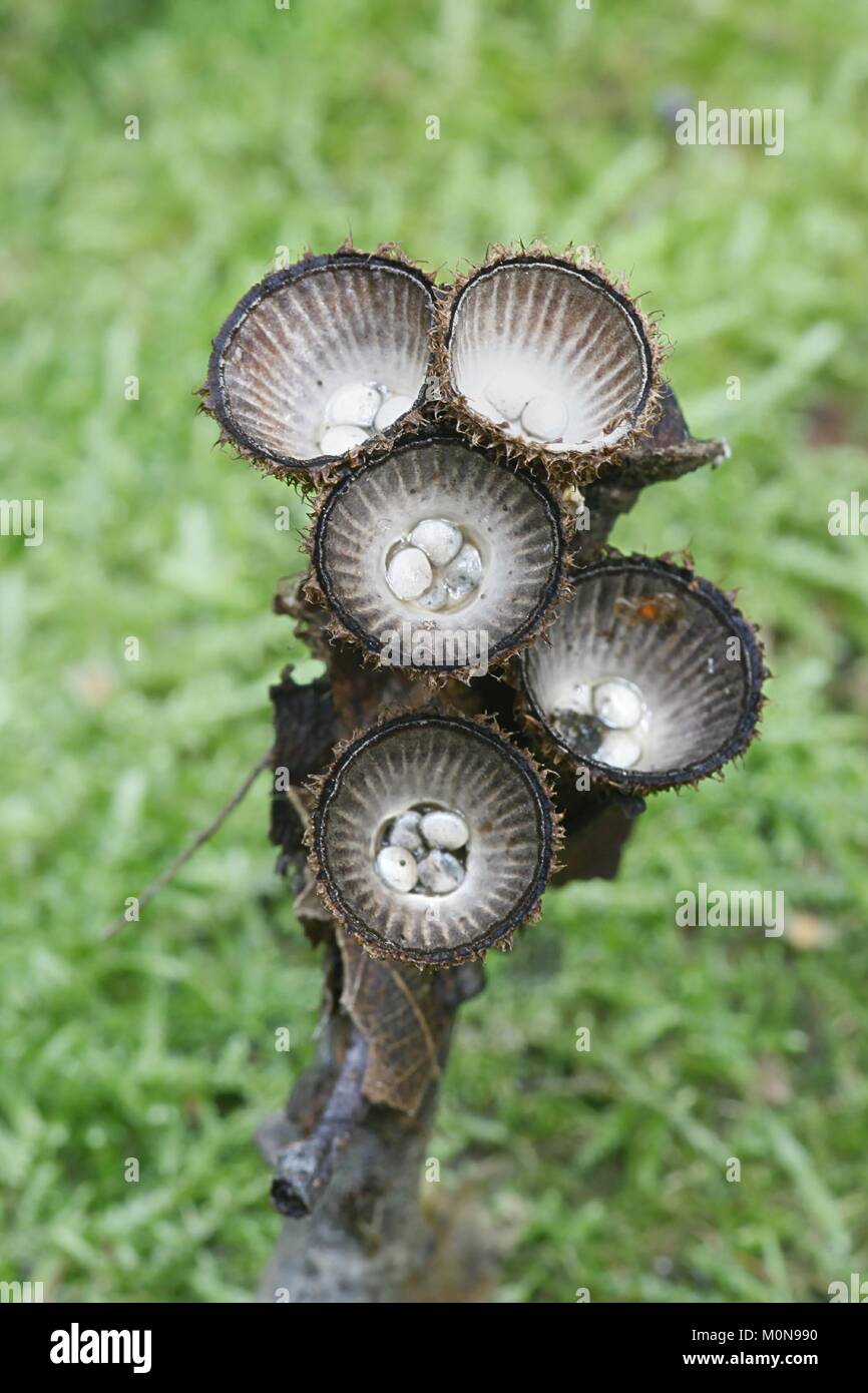 Nid d'oiseau à cannelures, champignon Cyathus striatus Banque D'Images