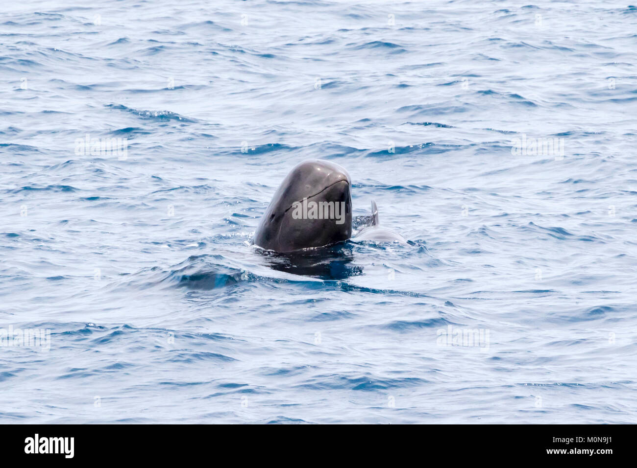 Le globicéphale noir (Globicephala macrorhynchus) se produisant dans la famille grand pod hanging autour du bateau Banque D'Images