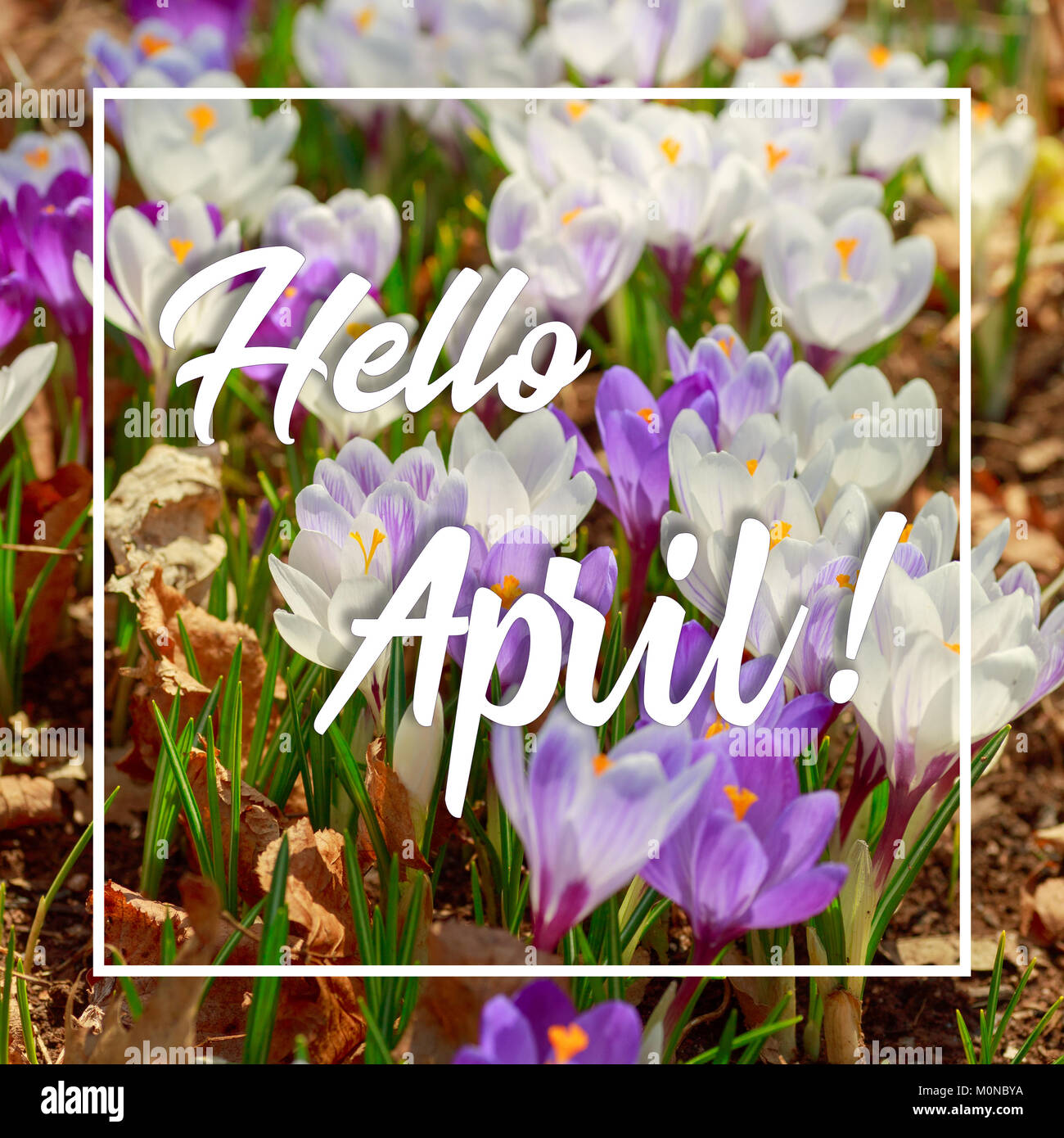 Inspirational quote 'Bonjour' Avril avec des fleurs de crocus. Banque D'Images