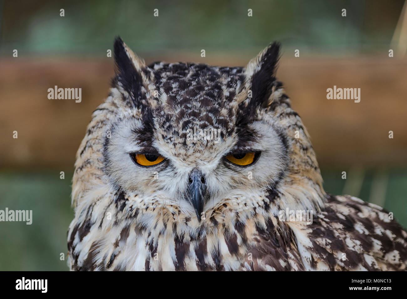 Bengalensis Eagle Owl Portrait. Banque D'Images