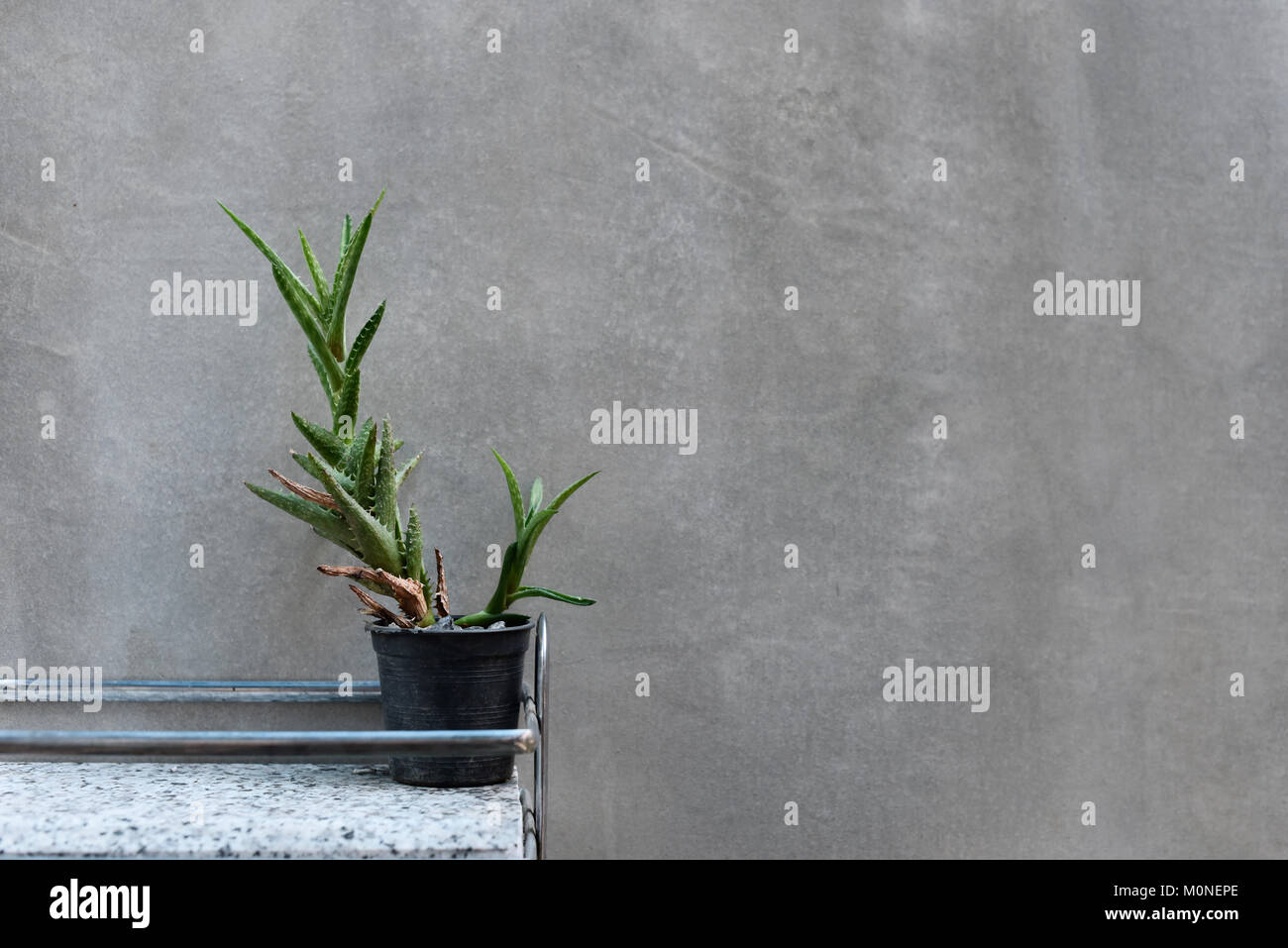 Maison détails d'une baignoire avec une petite boutique cactus contre le mur gris. Copier l'espace. Banque D'Images
