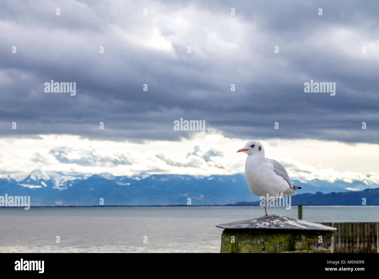 Mouette debout sur une jambe Banque D'Images