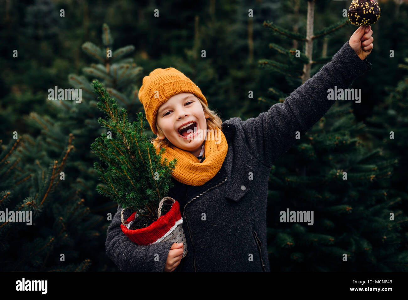 Tannenbaum, Weihnachtsbaumplantage, Sachsen, Allemagne, Weihnachten, WEIHNACHTSBAUM, Liebesapfel, Schokoapfel Banque D'Images