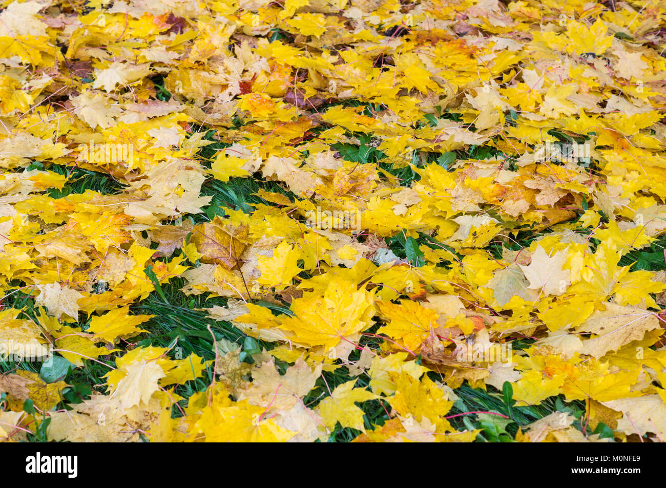 Les feuilles d'automne humide. texture de fond, la nature. Banque D'Images