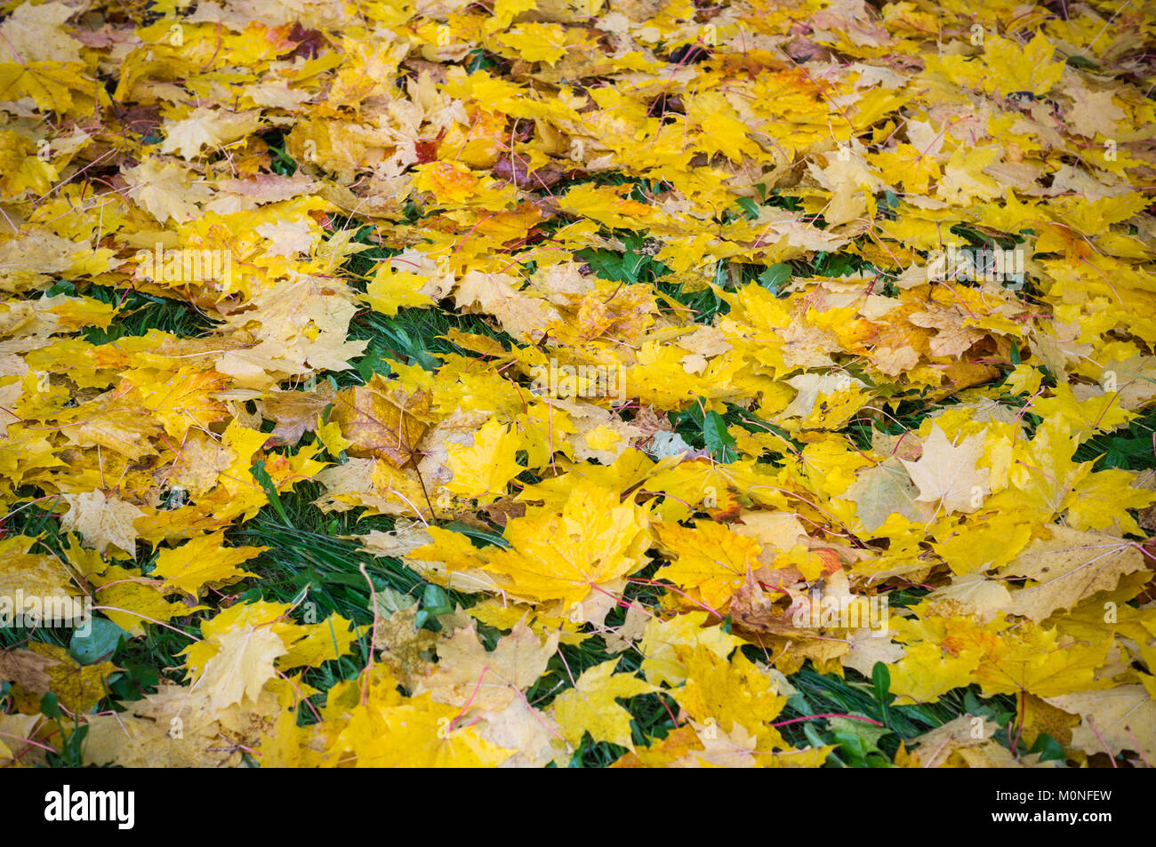Les feuilles d'automne humide. texture vignette, arrière-plan, la nature. Banque D'Images