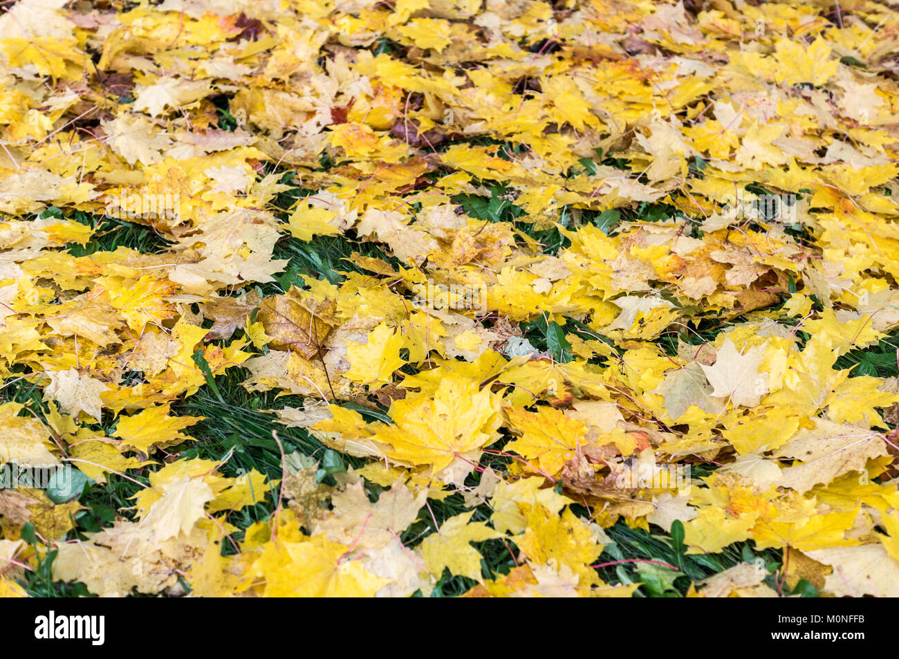 Les feuilles d'automne humide. texture de fond, la nature. Banque D'Images