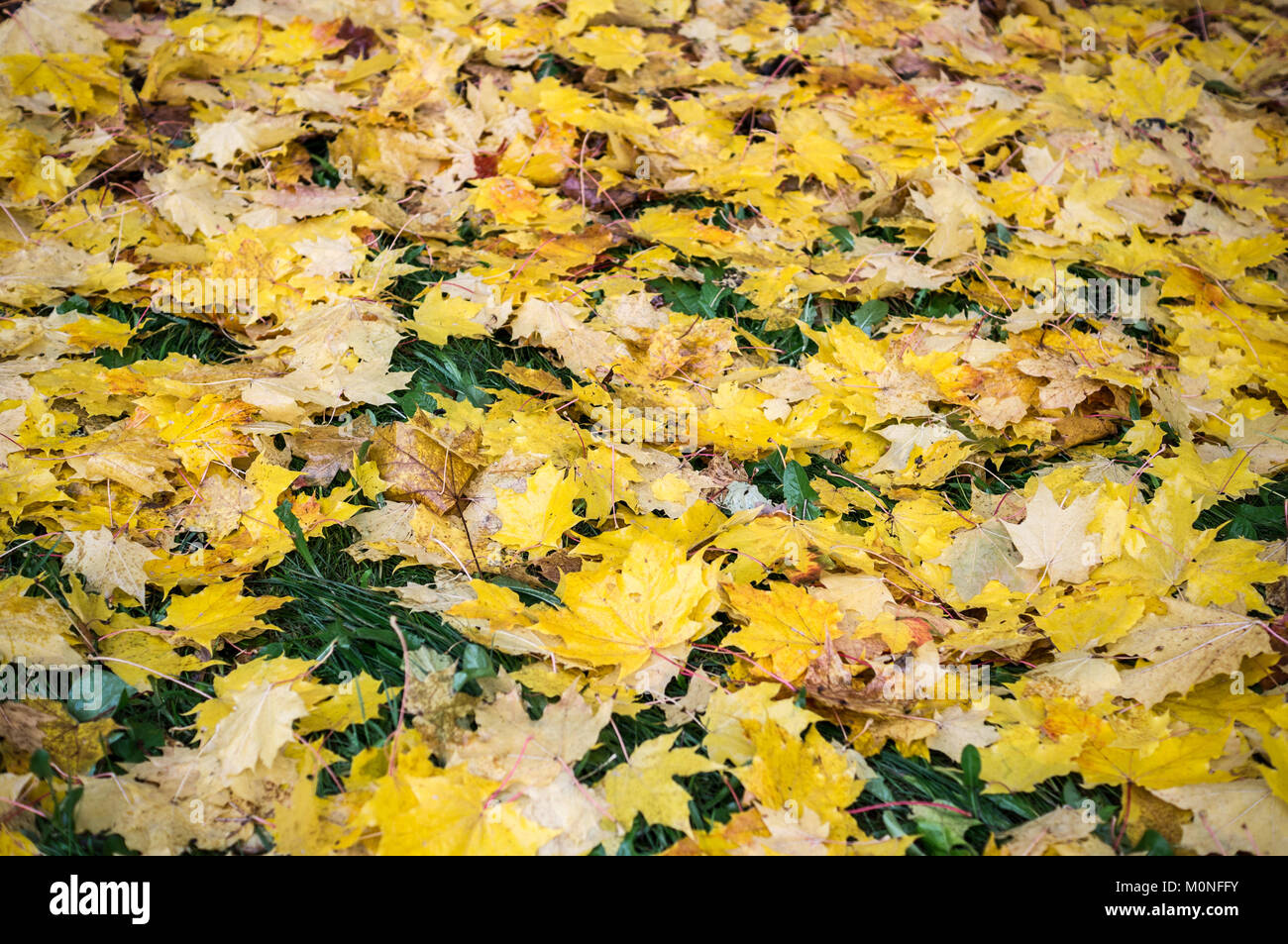 Les feuilles d'automne humide. texture vignette, arrière-plan, la nature. Banque D'Images