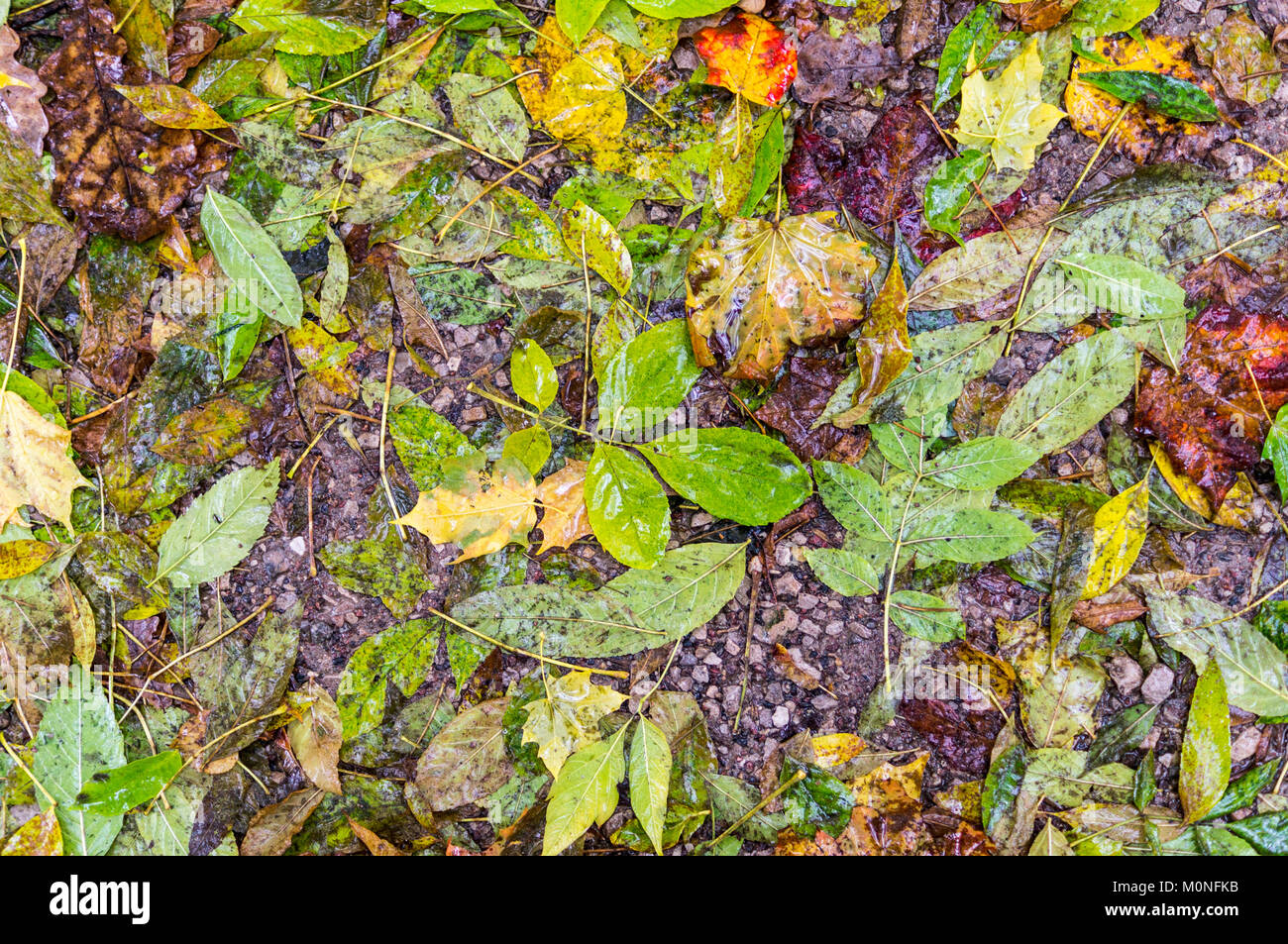 Les feuilles d'automne humide. texture de fond, la nature. Banque D'Images
