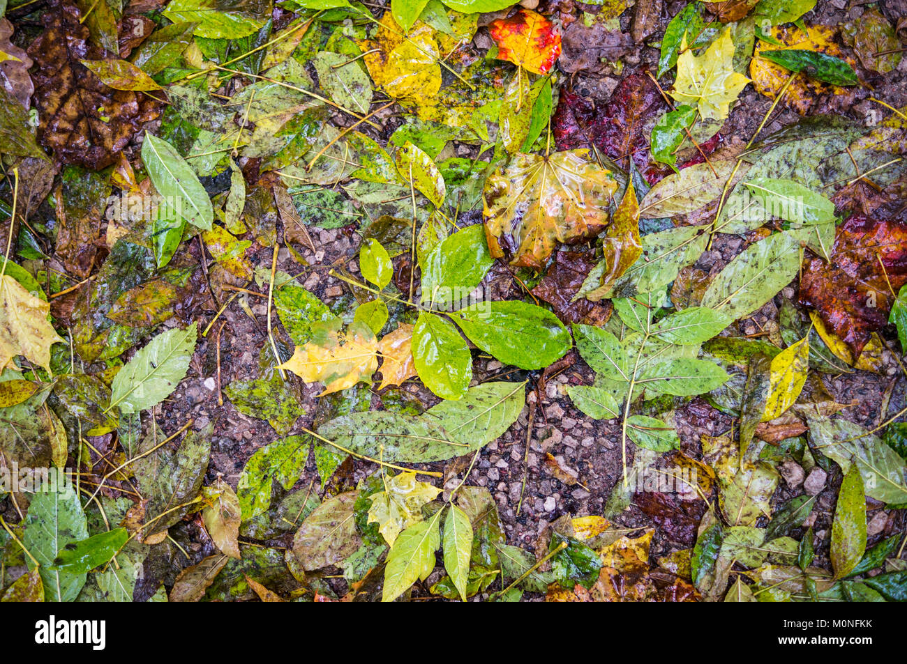 Les feuilles d'automne humide. texture vignette, arrière-plan, la nature. Banque D'Images
