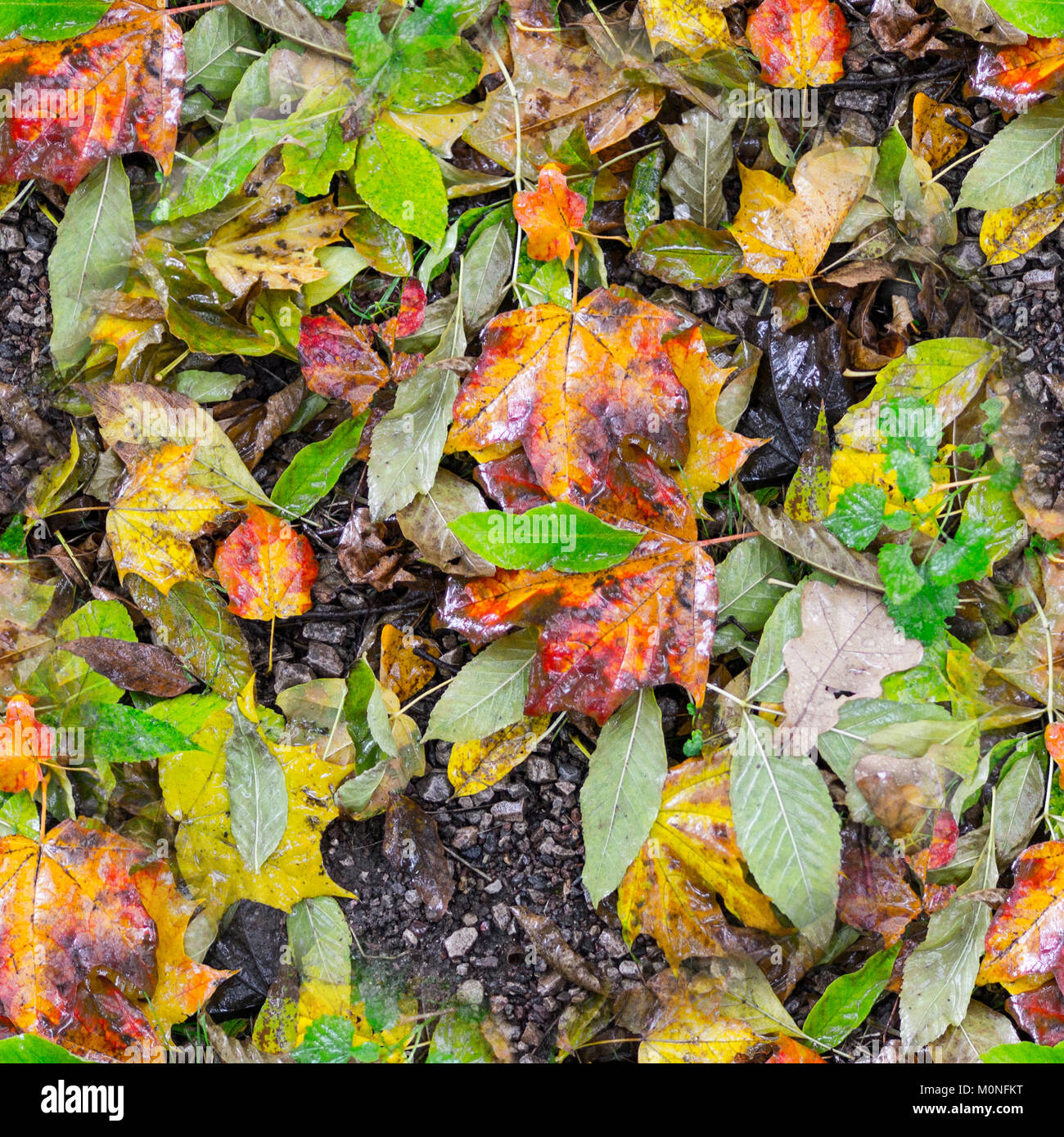 Les feuilles d'automne humide transparente texture. arrière-plan, la nature. Banque D'Images