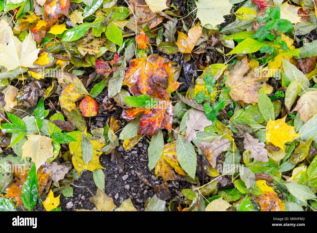 Les feuilles d'automne humide. texture de fond, la nature. Banque D'Images
