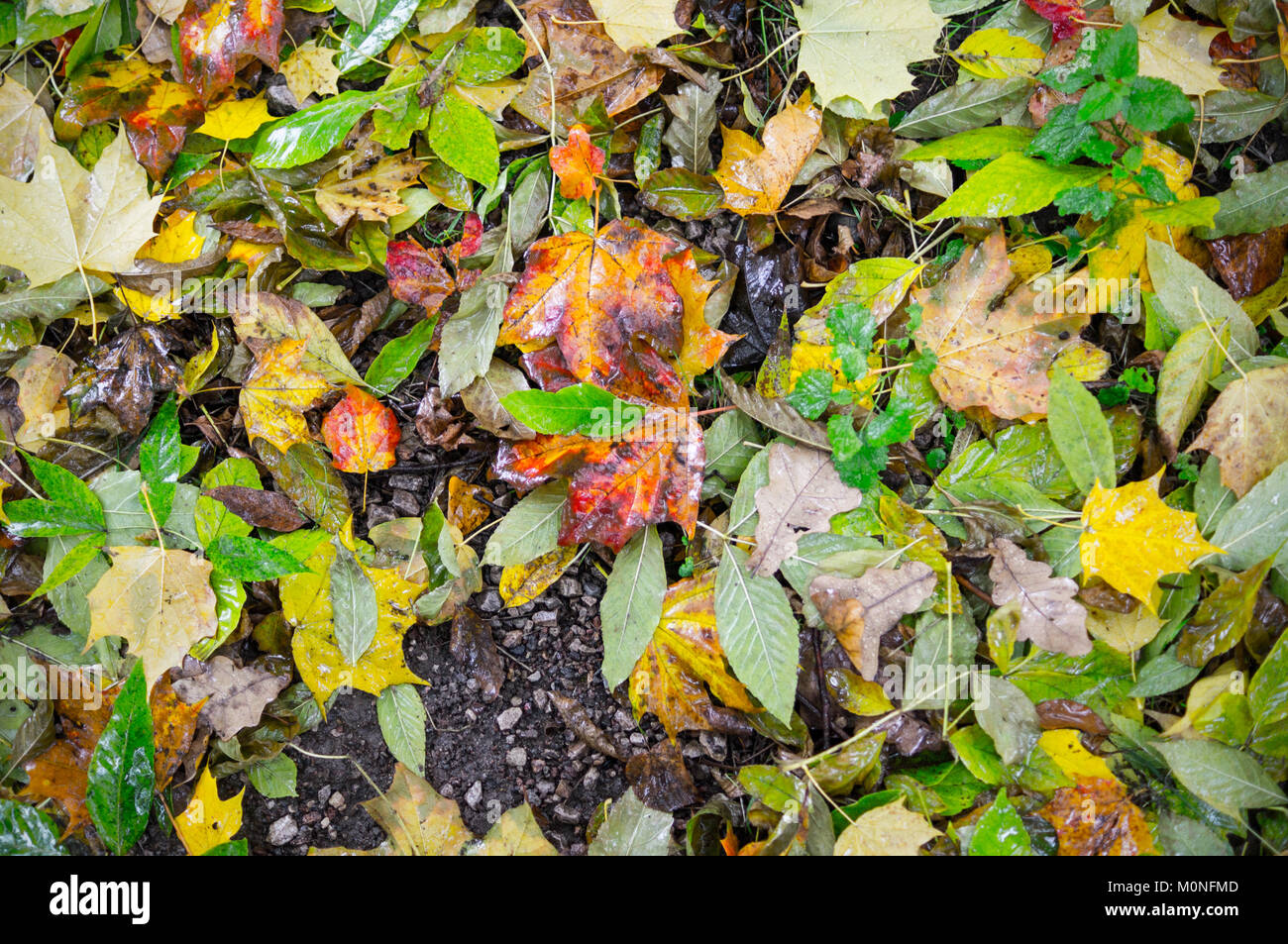 Les feuilles d'automne humide. texture vignette, arrière-plan, la nature. Banque D'Images
