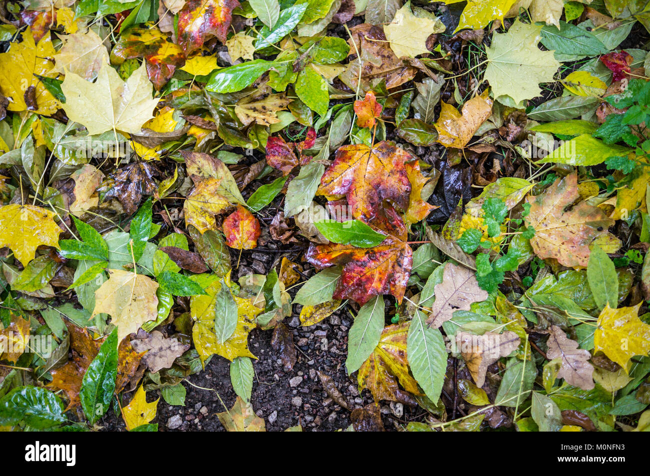 Les feuilles d'automne humide. texture vignette, arrière-plan, la nature. Banque D'Images