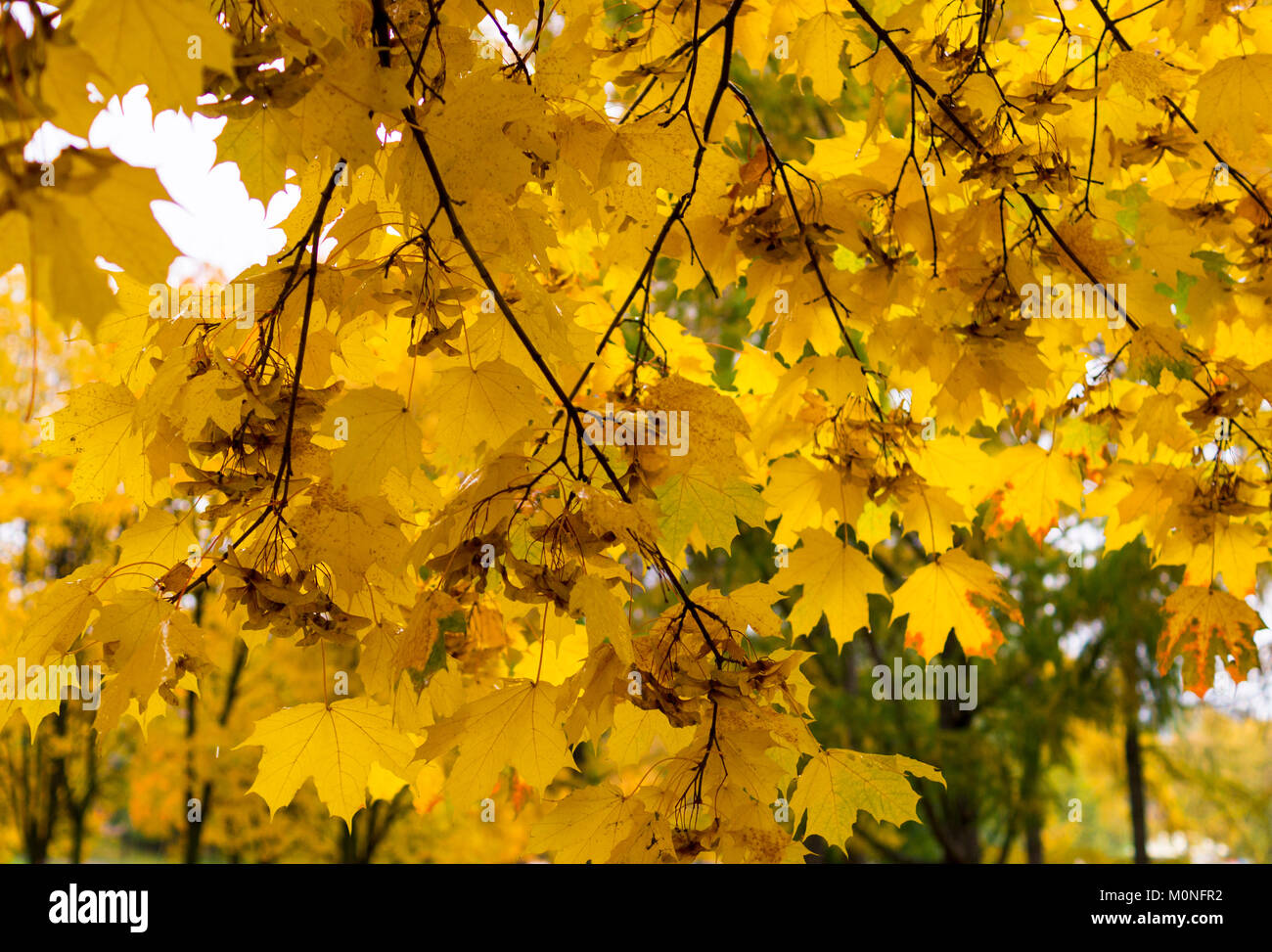 Feuilles d'érable à matinée pluvieuse. pattern, arrière-plan. Banque D'Images