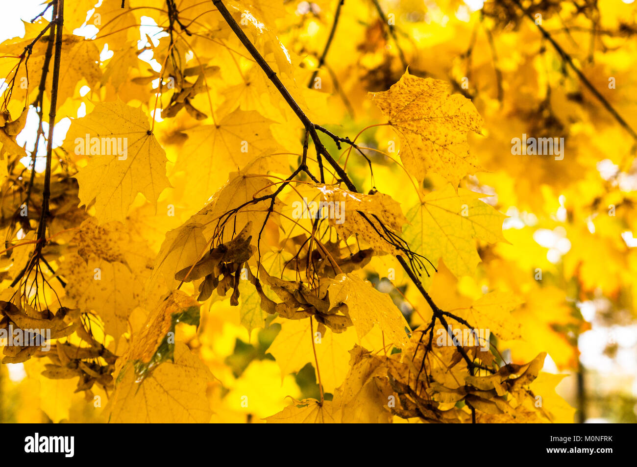 Feuilles d'érable à matinée pluvieuse. pattern, arrière-plan. Banque D'Images