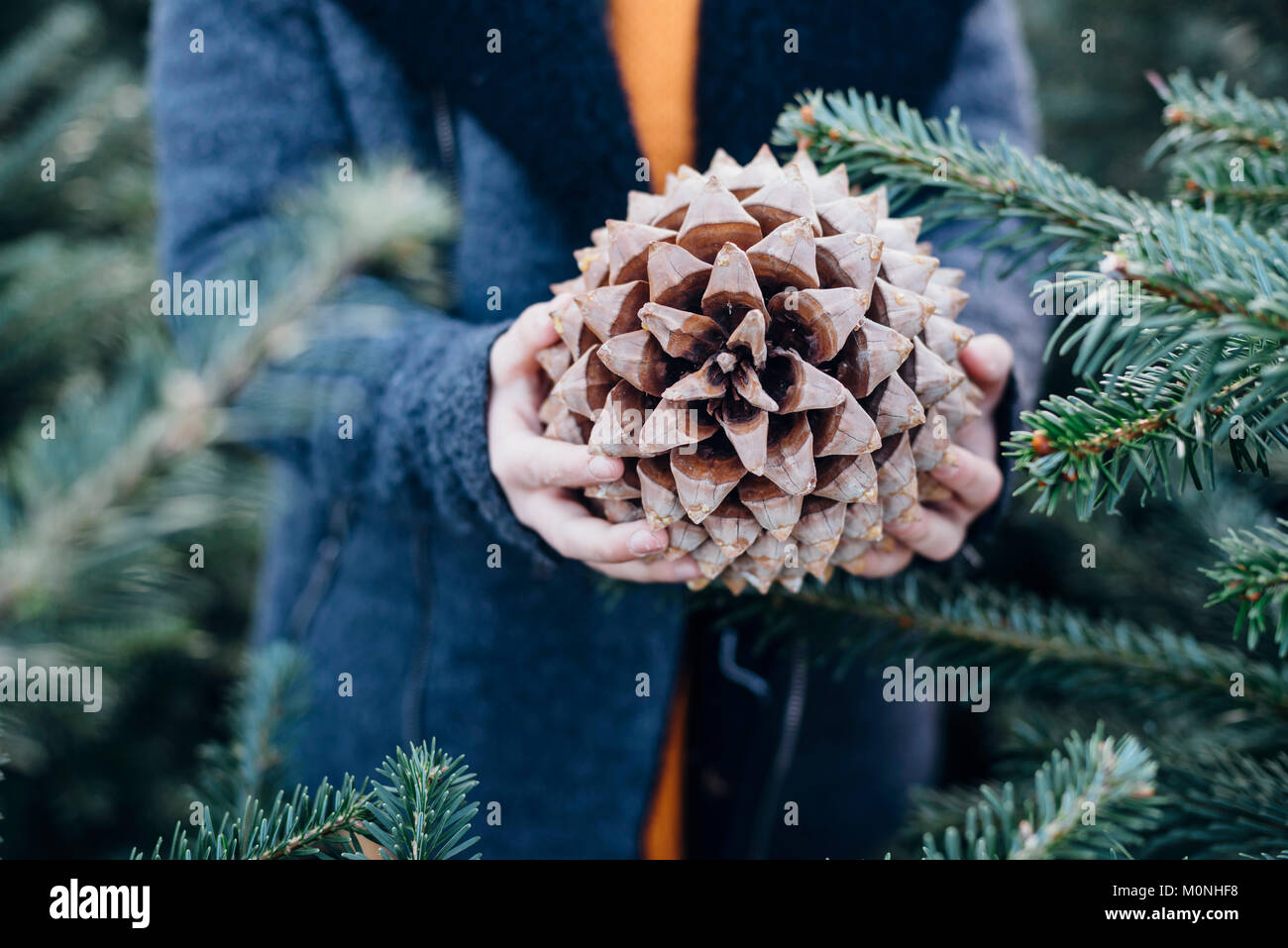Tannenbaum, Weihnachtsbaumplantage, Sachsen, Allemagne, Weihnachten, WEIHNACHTSBAUM, Pinus pinea, Pinienzapfen Banque D'Images
