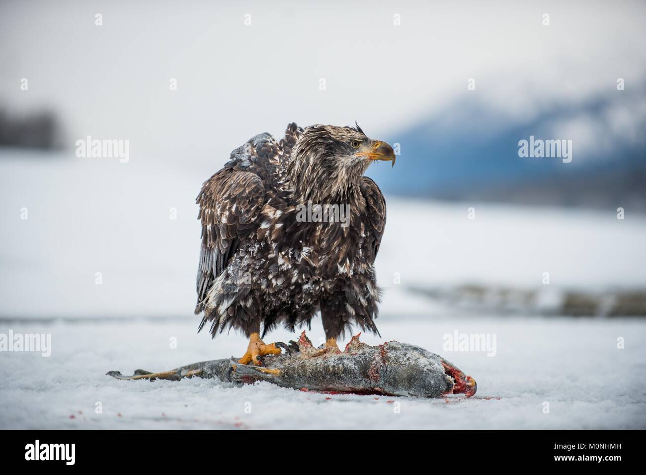 Le Pygargue à tête blanche (Haliaeetus leucocephalus) est assis sur la neige et mange un saumon. Alaska Banque D'Images