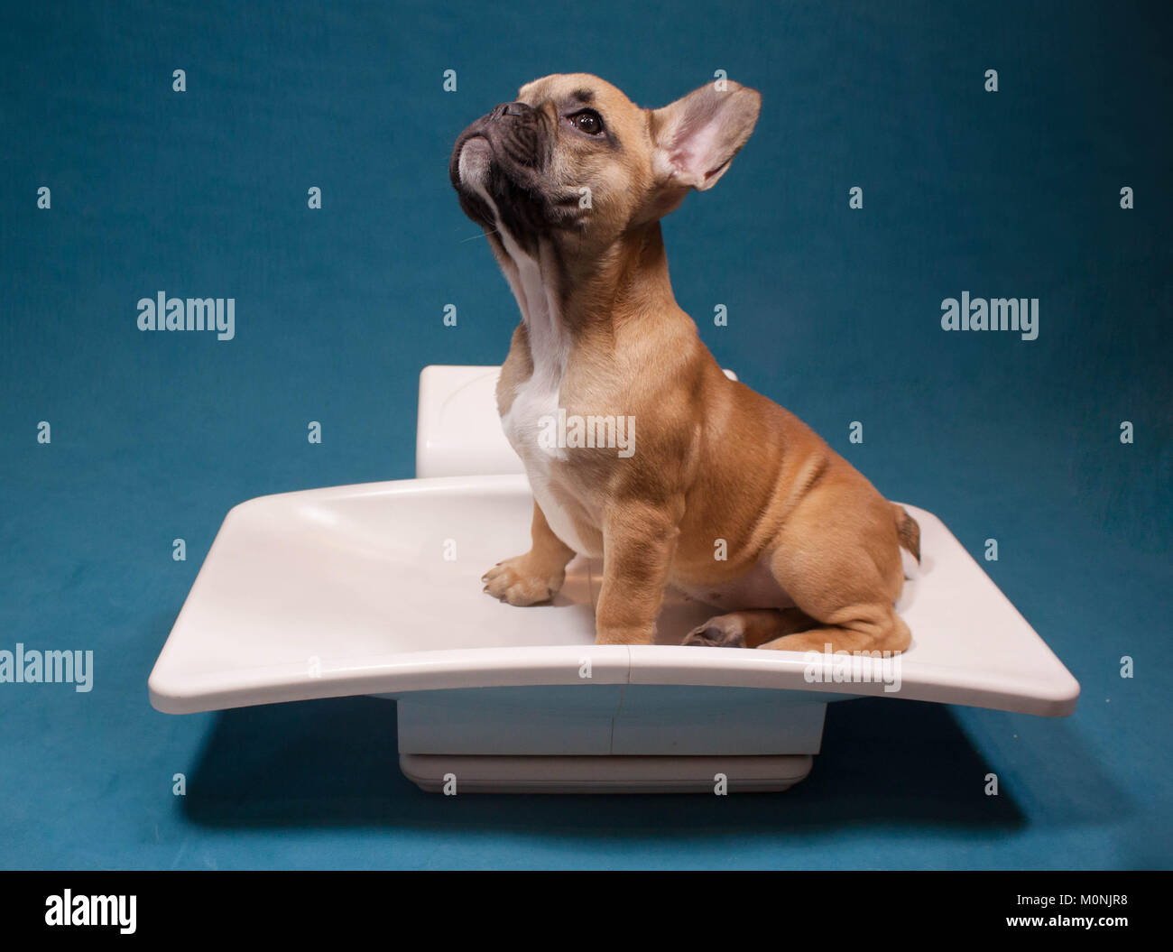 Bouledogue français chiot dans une échelle de poids, le contrôle du poids  dans les soins vétérinaires pour animaux de compagnie, chien Photo Stock -  Alamy