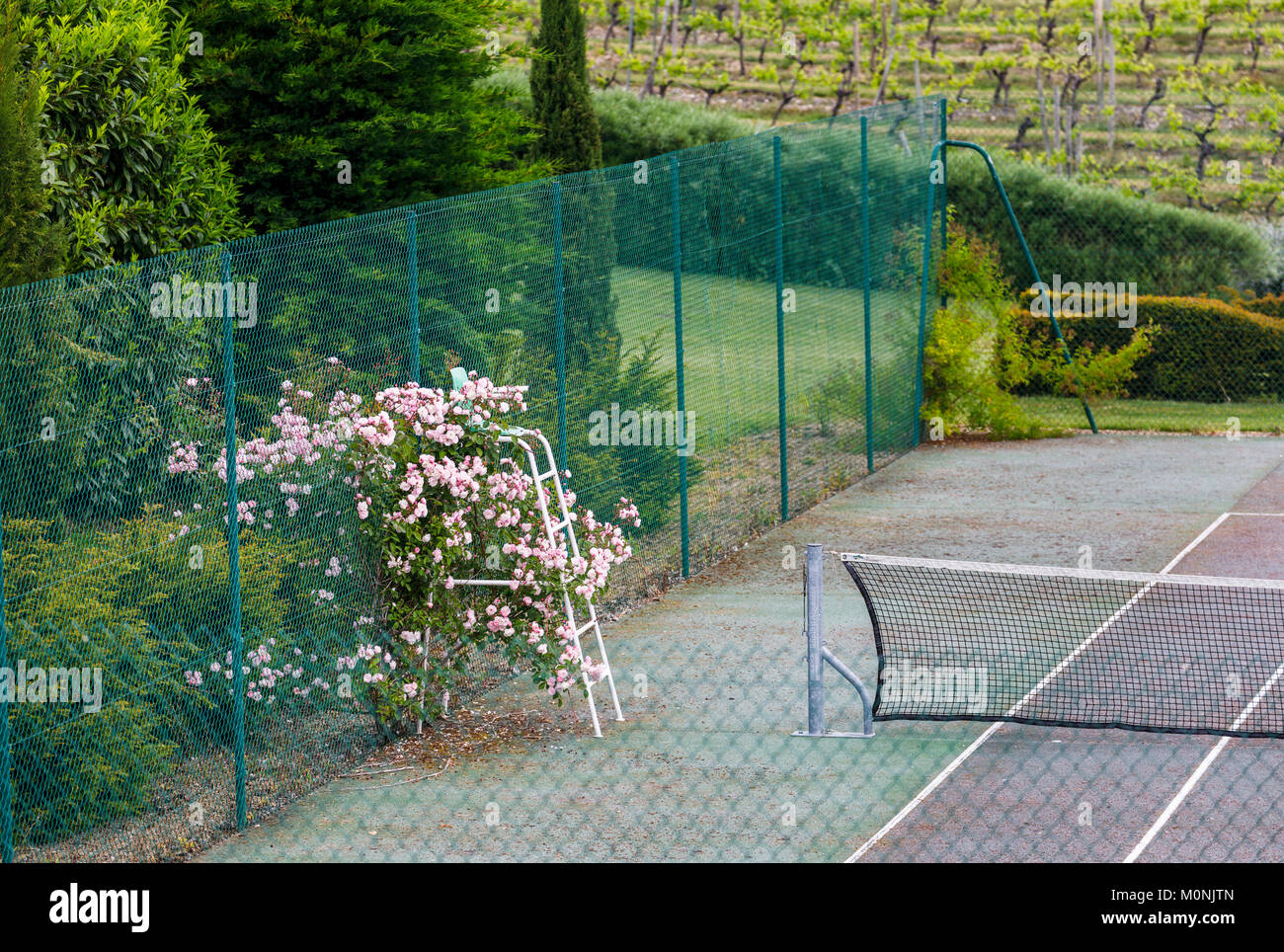 Chaise de l'arbitre Tennis recouvertes par des roses rose, des jardins Les Jardins du Château du Chaigne, Touzac, Grande Champagne, région des collines Nouvelle Aquitaine, Sud Ouest de la France Banque D'Images