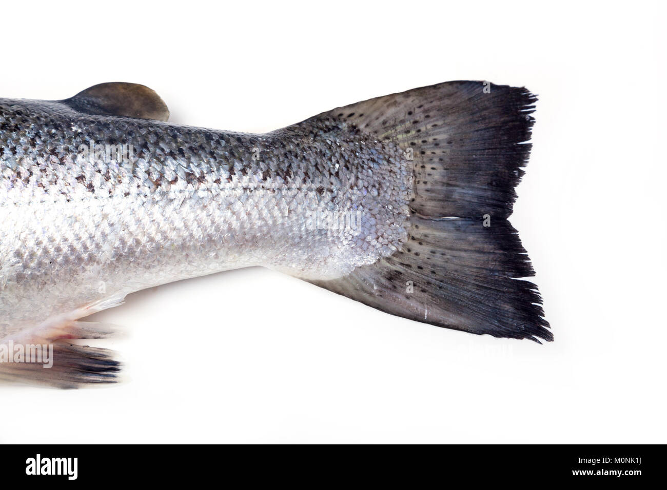 Poissons Saumon atlantique détail isolé sur un fond blanc studio Banque D'Images