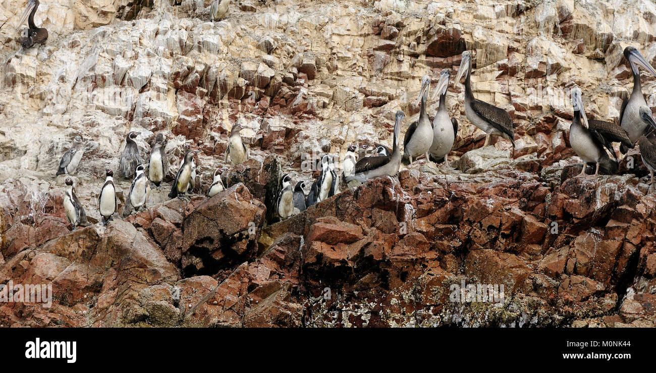 Le Pérou, Côte Sud, Islas Ballestas près de Parc National de Paracas, bien qu'grandiosely le surnom 'poor mans sur l'île des Galapagos est riche de la faune sauvage : Banque D'Images