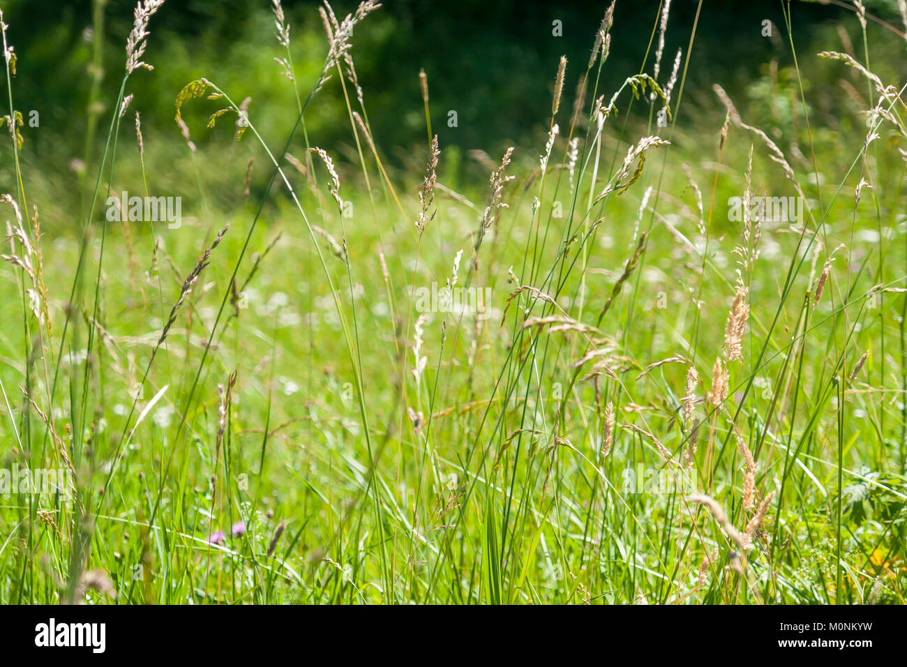 Piscine ensoleillée des paysages avec l'herbe haute, près de la frontière d'un bois à l'heure d'été Banque D'Images