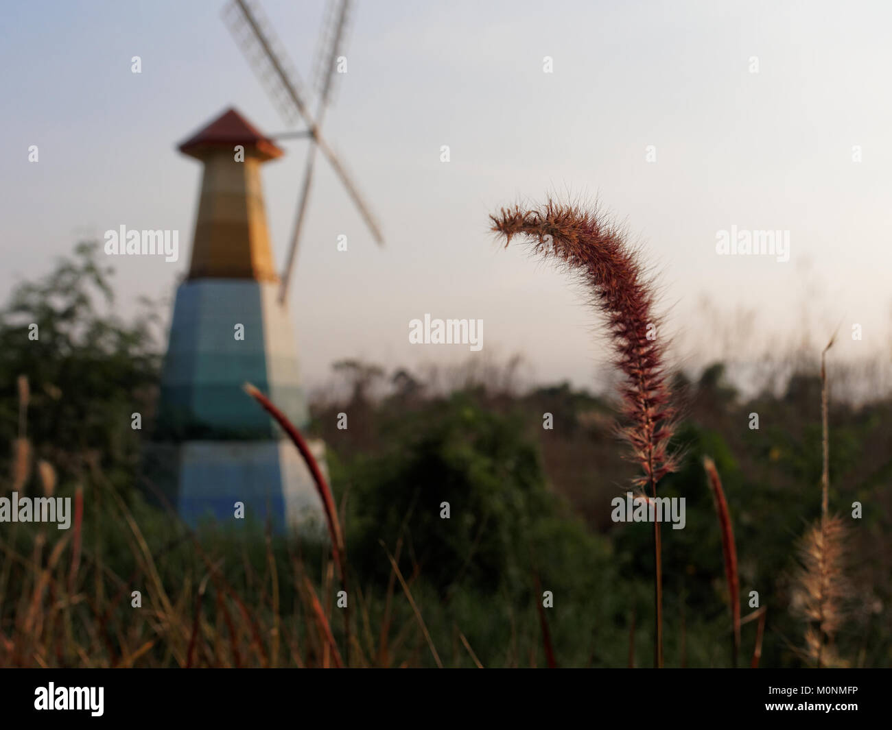 L'heure du coucher du soleil à fleur de l'herbe avec un moulin à vent et le fond de ciel en zone rurale Banque D'Images