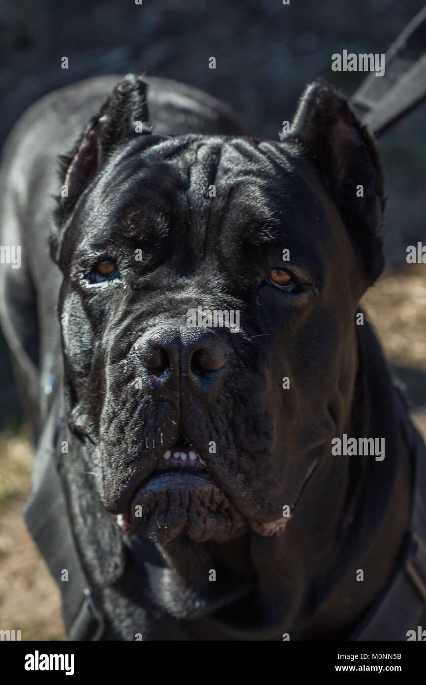 Le Museau Est Un Gros Chien Noir Cane Corso Closeup Banque D