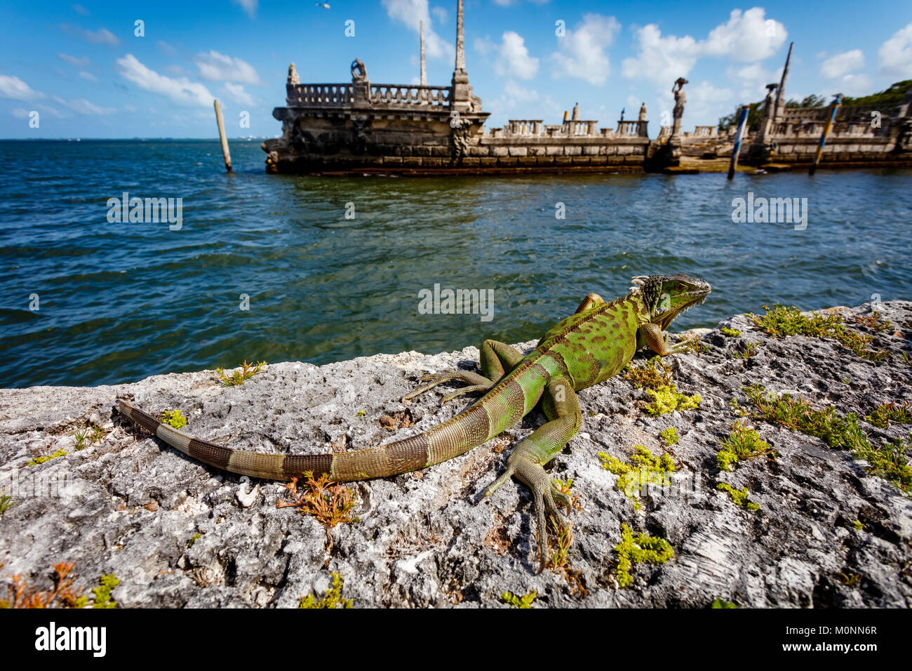 Iguane, Vizcaya, Musée et Jardins, Miami, Floride, en Floride, USA, l'Atlantique, l'océan, vert, bleu, de reptiles, d'animaux Banque D'Images