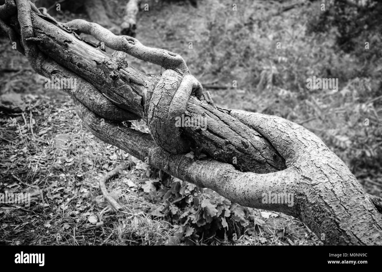 Arbre TORDU ÉTABLI ET VIGNE DANS B/W Banque D'Images