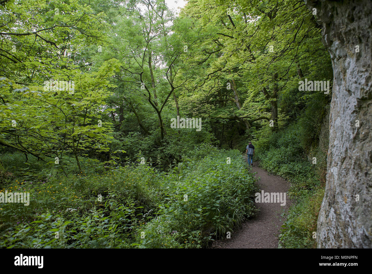 Wedber bois par la Gordale Beck, North Yorkshire, England, UK Banque D'Images