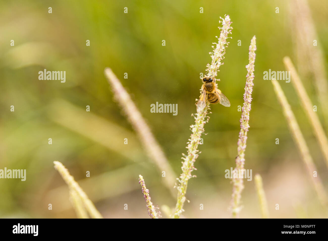 La collecte du pollen d'abeille pour la fabrication du miel Banque D'Images