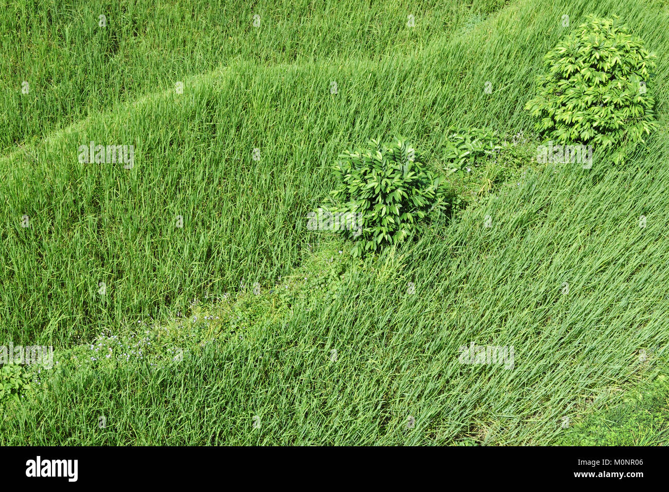 Ondulé vert gazon et arbustes avec ombres, vue du dessus Banque D'Images Ondulé vert gazon et arbustes avec ombres, vue du dessus Banque D'Images