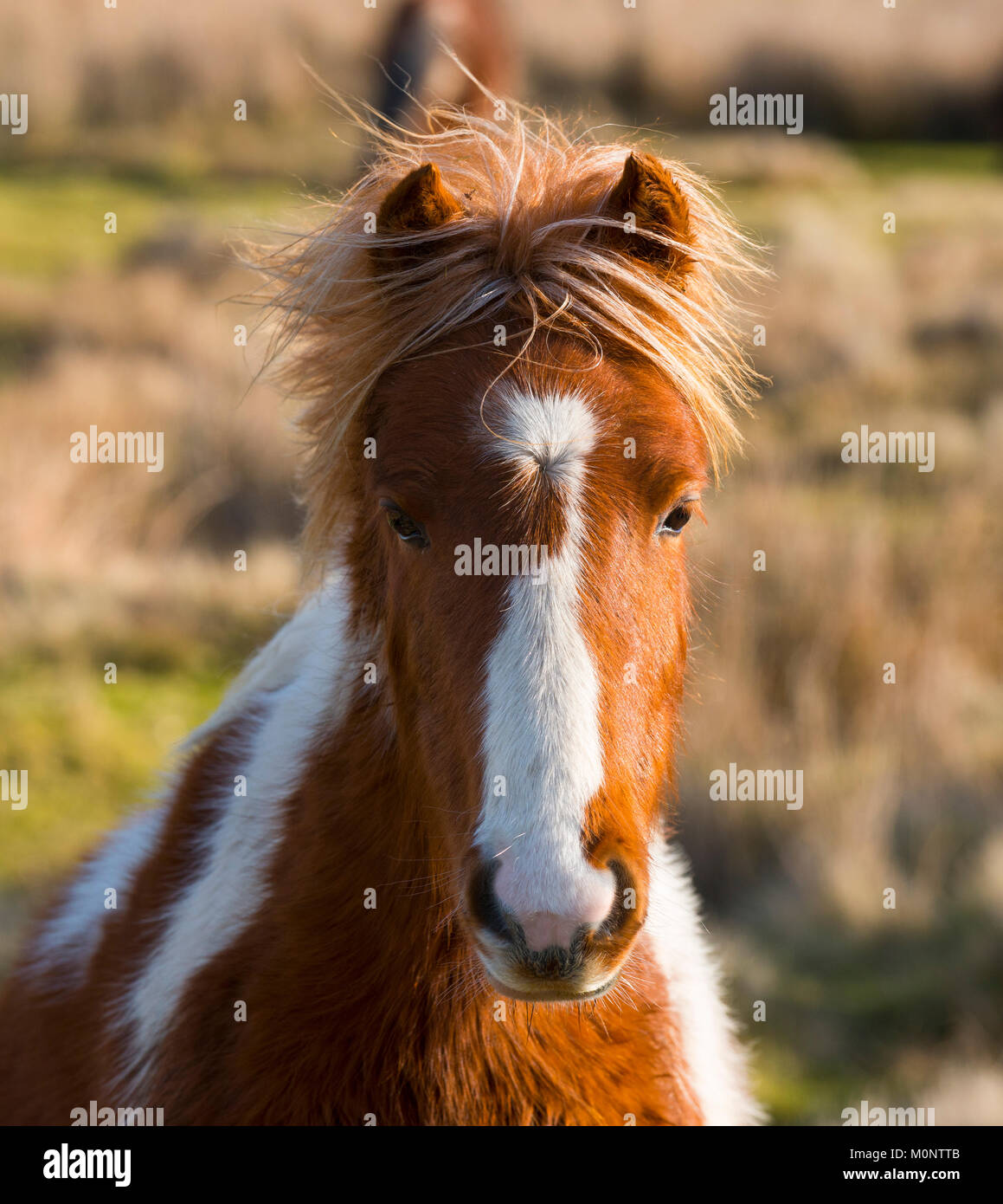 Un poney pose pour la caméra sur Brown Clee, Shropshire. Banque D'Images