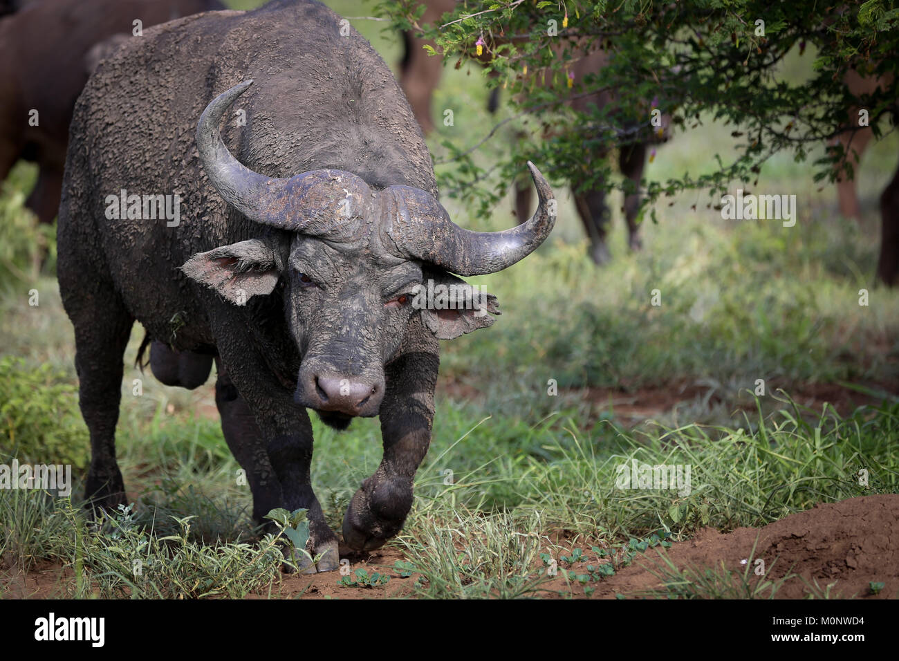 Bull mâle énorme buffle aux yeux rouges en allant tout droit pour l'appareil photo avec des arbres et des prairies en arrière-plan. Banque D'Images
