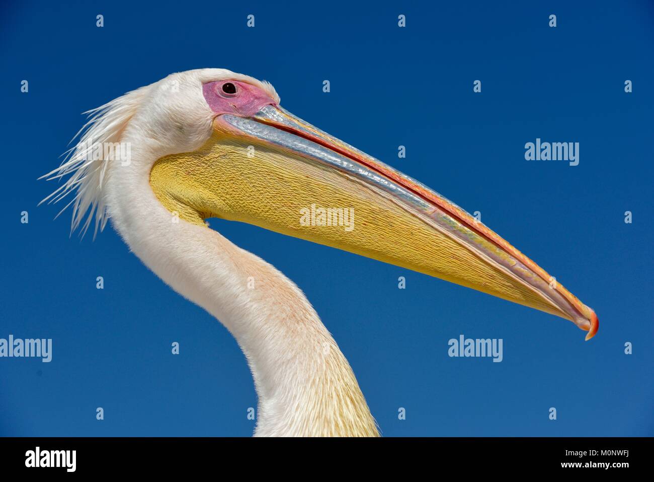 Grand pélican blanc (Pelecanus onocrotalus),portrait,par Pelican Point,Walfish Bay,région d'Erongo, Namibie Banque D'Images