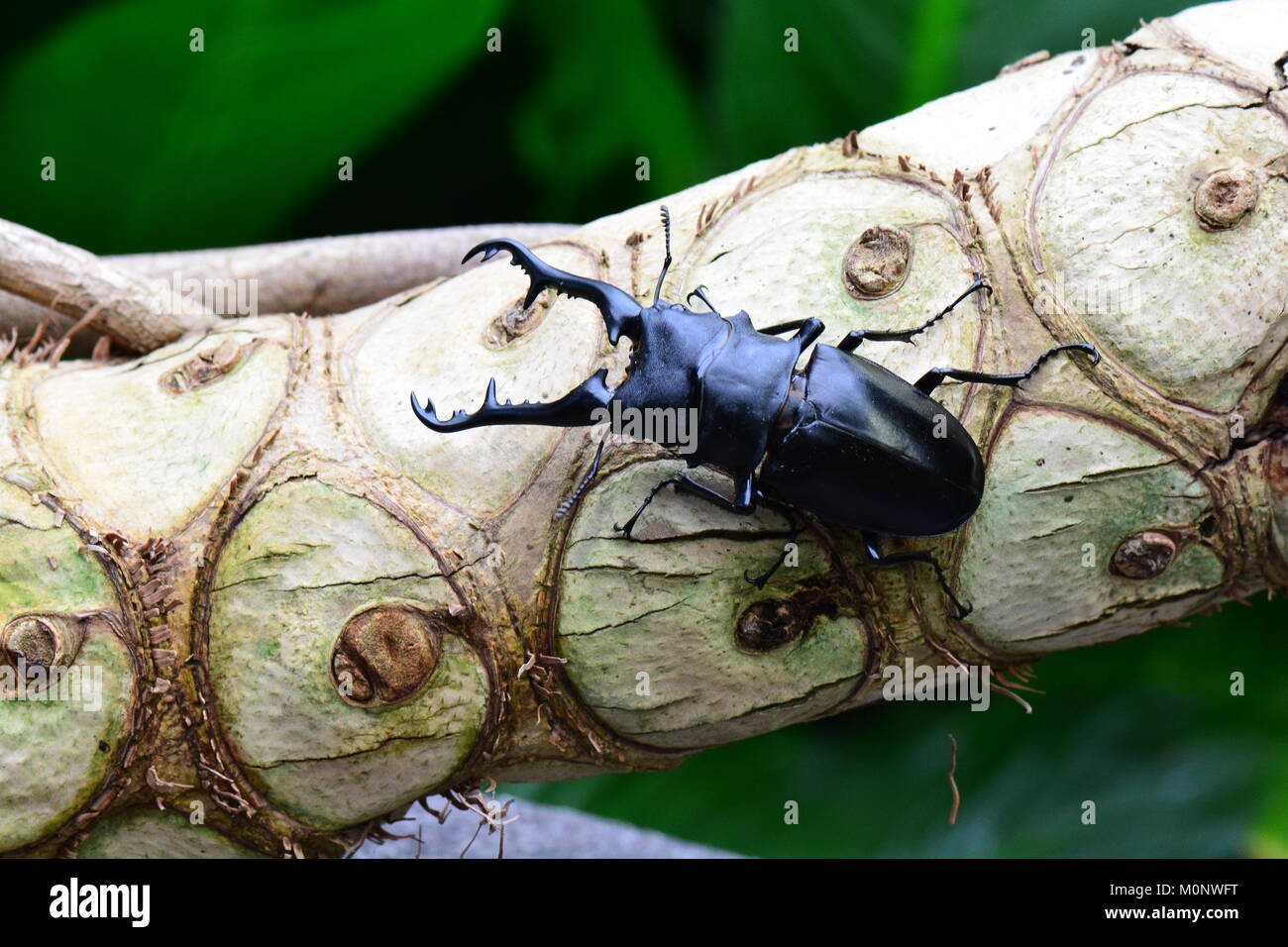 Un joli stag beetle pose pour son portrait lors d'une visite dans les jardins. Banque D'Images