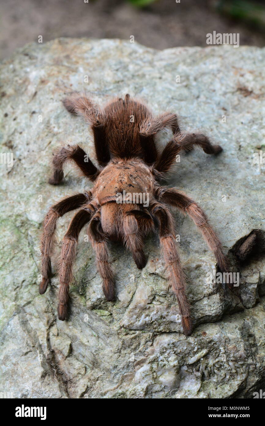 Une araignée à tarantula se fond dans son environnement. Araignée d'oiseau de Goliath. Banque D'Images