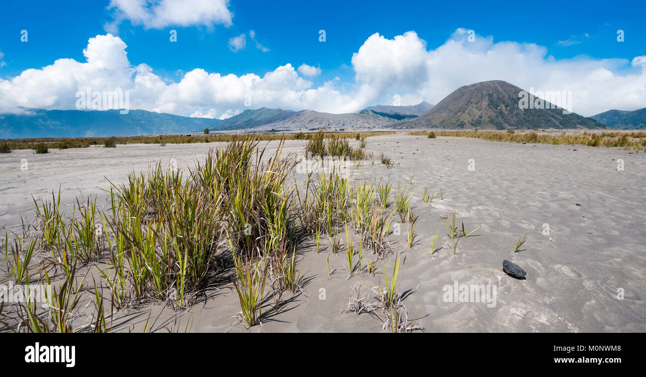 Les graminées dans la caldeira, le volcan Gunung Bromo retour fumeurs,Mt. Batok,Mt. Kursi,Mt. Gunung Semeru Caldeira Tengger,National, Banque D'Images