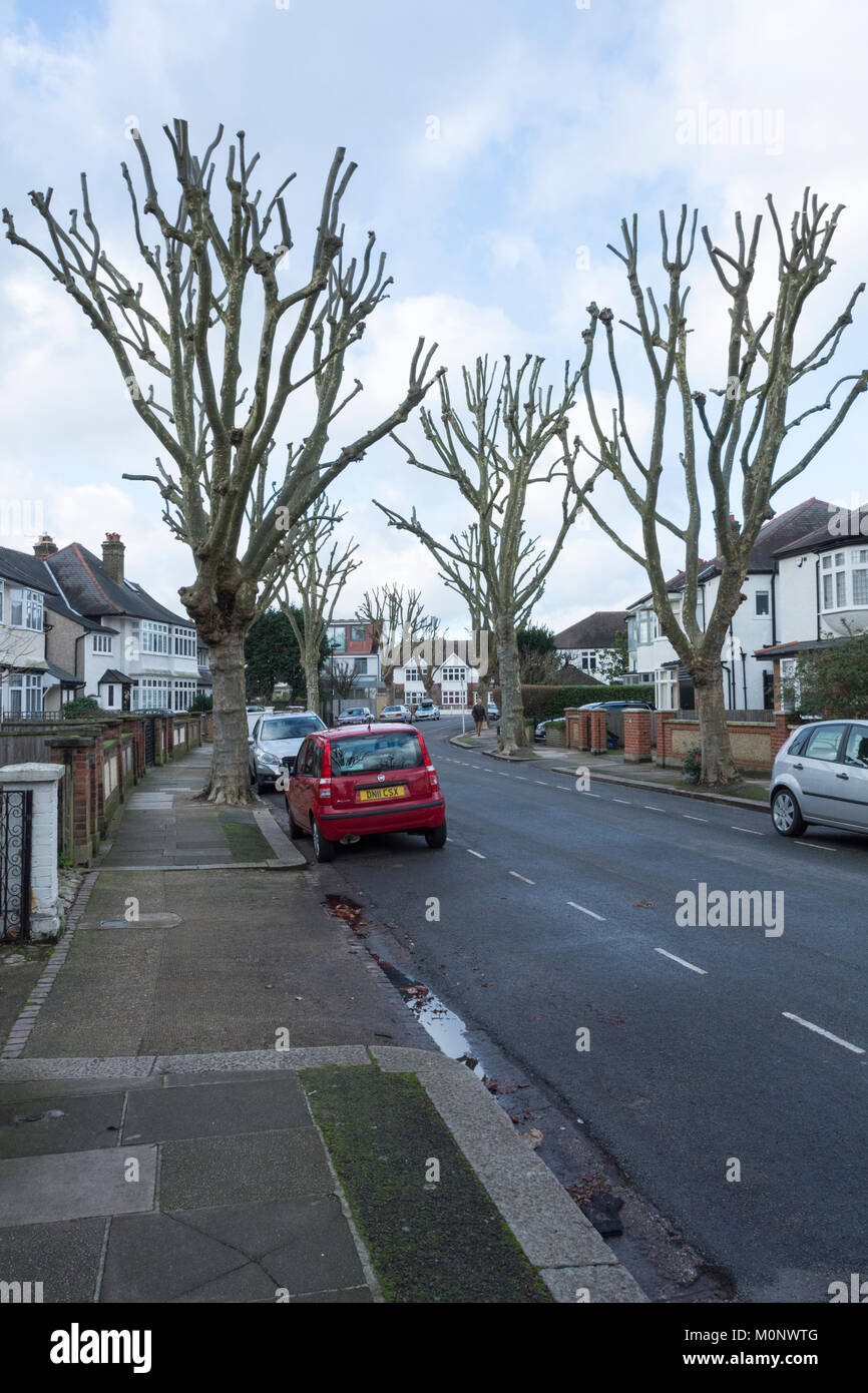 Pollinisation des arbres et chirurgie dans une rue suburbaine tranquille est sud-ouest de Londres, Royaume-Uni Banque D'Images