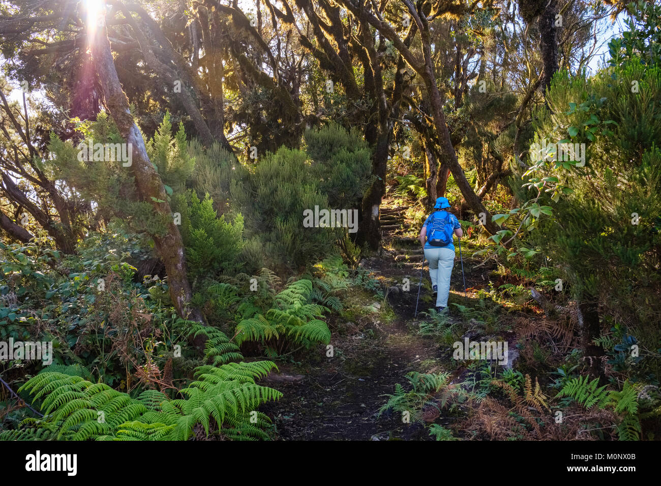 Randonnée sur le sentier forestier femme dans la forêt de nuages,Enchereda,Parc Naturel de Majona,DE,La Gomera Canaries, Espagne Banque D'Images Randonnée sur le sentier forestier femme dans la forêt de nuages,Enchereda,Parc Naturel de Majona,DE,La Gomera Canaries, Espagne Banque D'Images