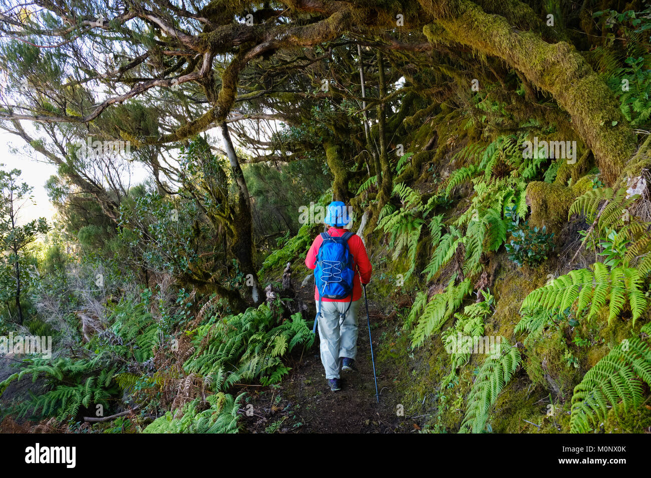 Randonnée sur le sentier forestier femme dans la forêt de nuages,Enchereda,Parc Naturel de Majona,DE,La Gomera Canaries, Espagne Banque D'Images Randonnée sur le sentier forestier femme dans la forêt de nuages,Enchereda,Parc Naturel de Majona,DE,La Gomera Canaries, Espagne Banque D'Images
