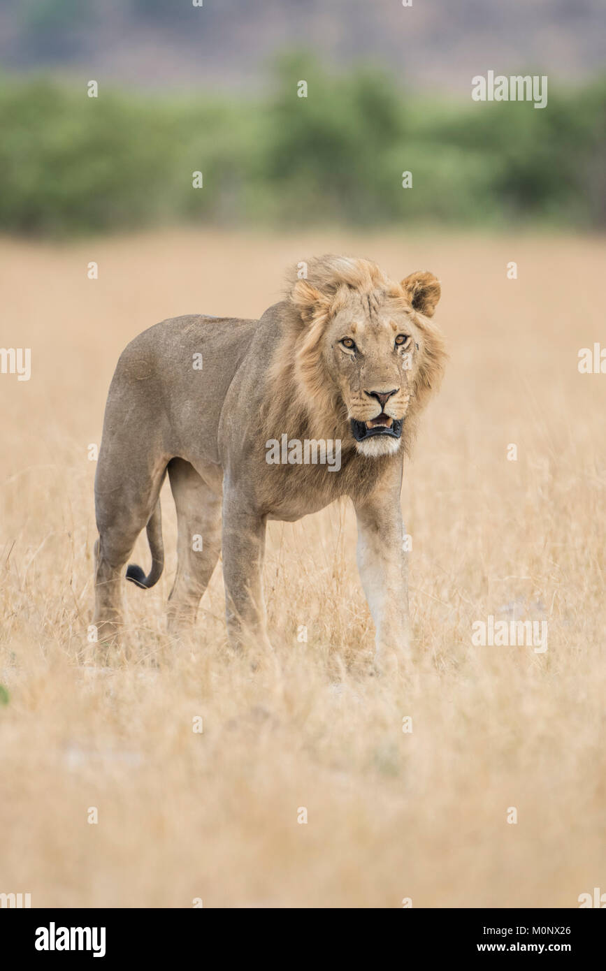 Lion (Panthera leo),jeune homme se promène dans la savane,herbe,Savuti Parc National de Chobe Chobe District,Botswana, Banque D'Images