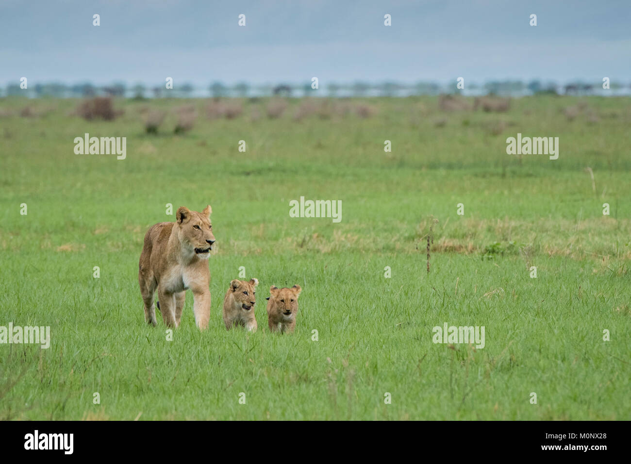 Lion (Panthera leo),mère avec deux oursons dans les prairies,Savuti,le Parc National de Chobe Chobe District,Botswana, Banque D'Images