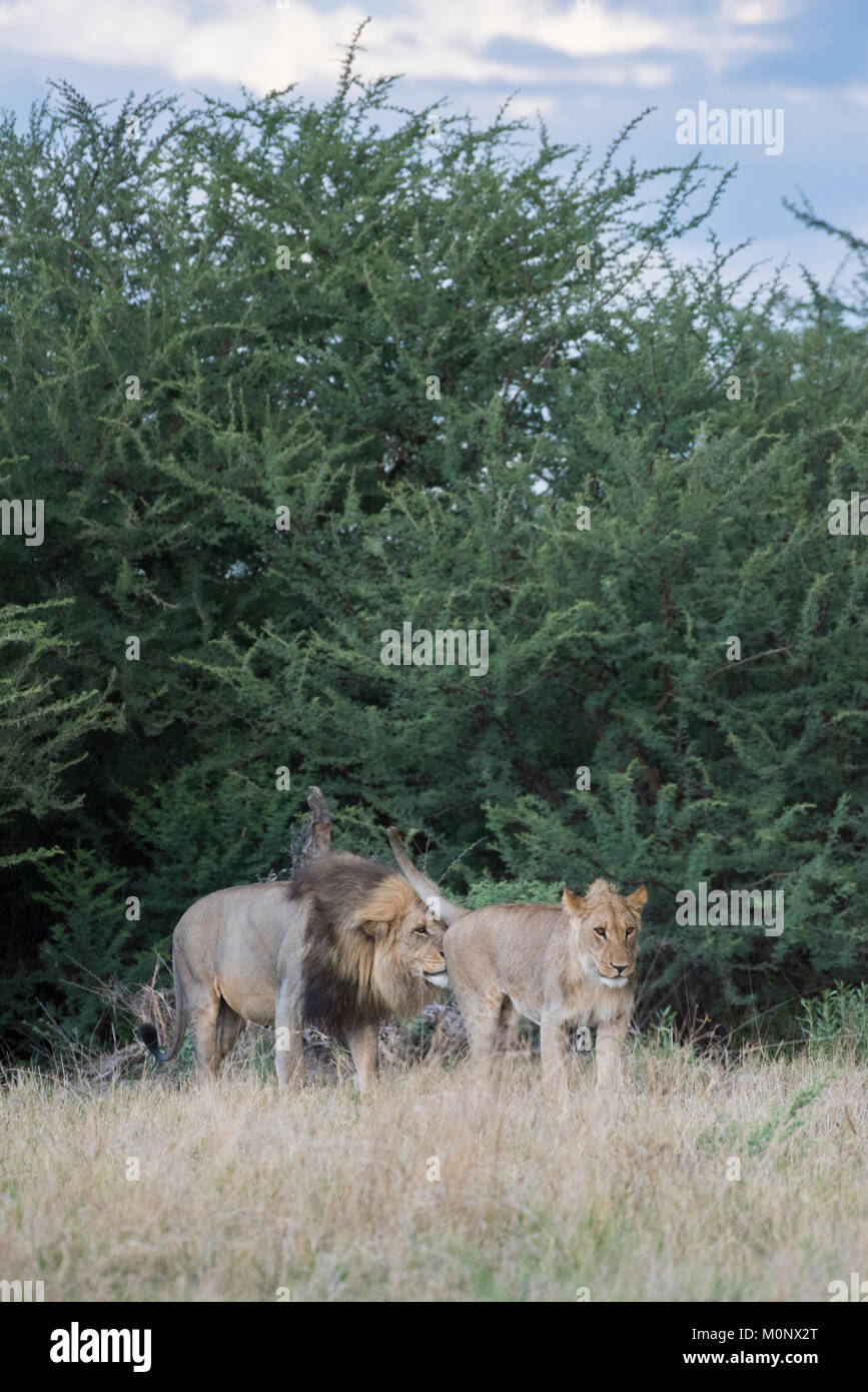 Adolescents et adultes male lion (Panthera leo), Savuti,le Parc National de Chobe Chobe District,Botswana, Banque D'Images