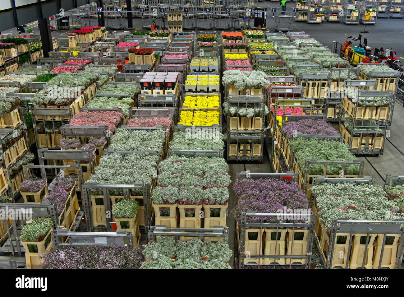 Boîtes de fleurs prêts pour l'expédition dans un entrepôt,Royal,FloraHolland Aalsmeer, Pays-Bas Banque D'Images