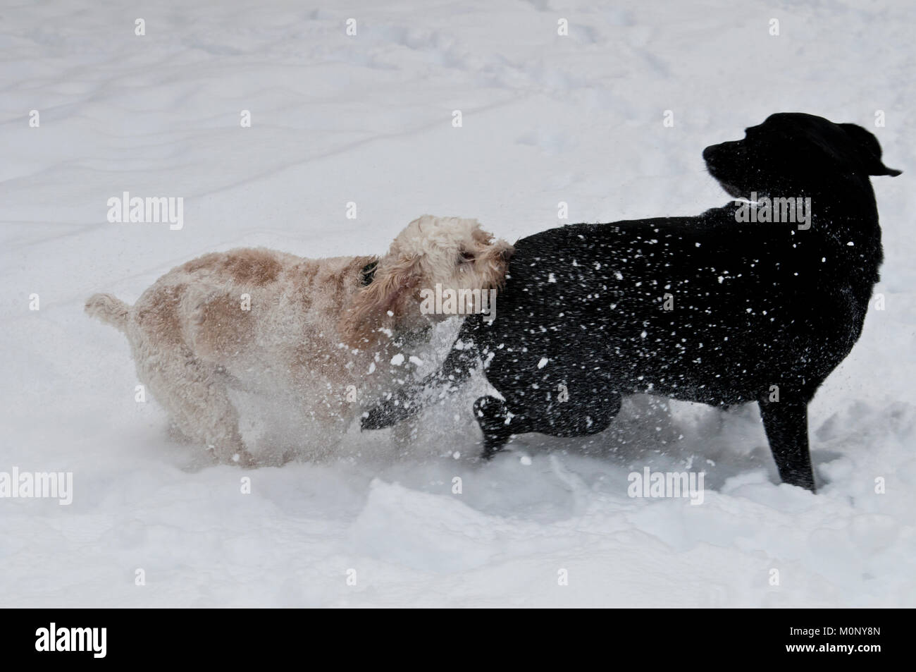 Labrador noir et Cockapoo playfighting dans la neige Banque D'Images